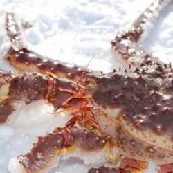 King crab 2