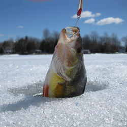 Pêche