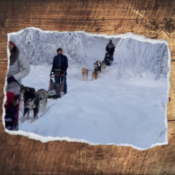 Huskies