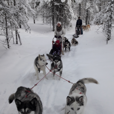 Huskies1