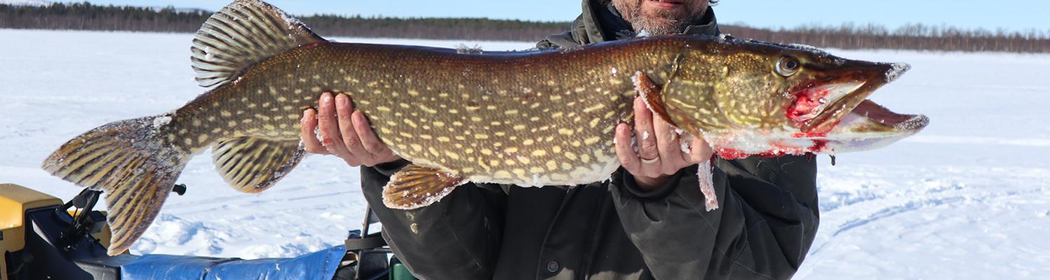 Pêche au brochet en Laponie