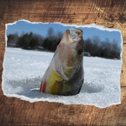 Peche sur glace